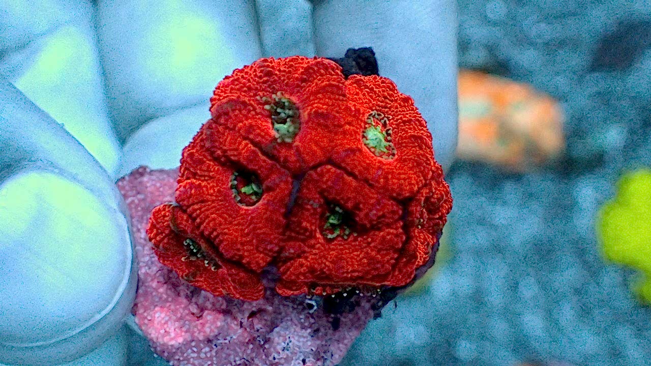 Acanlord Lordowensis Coral 1