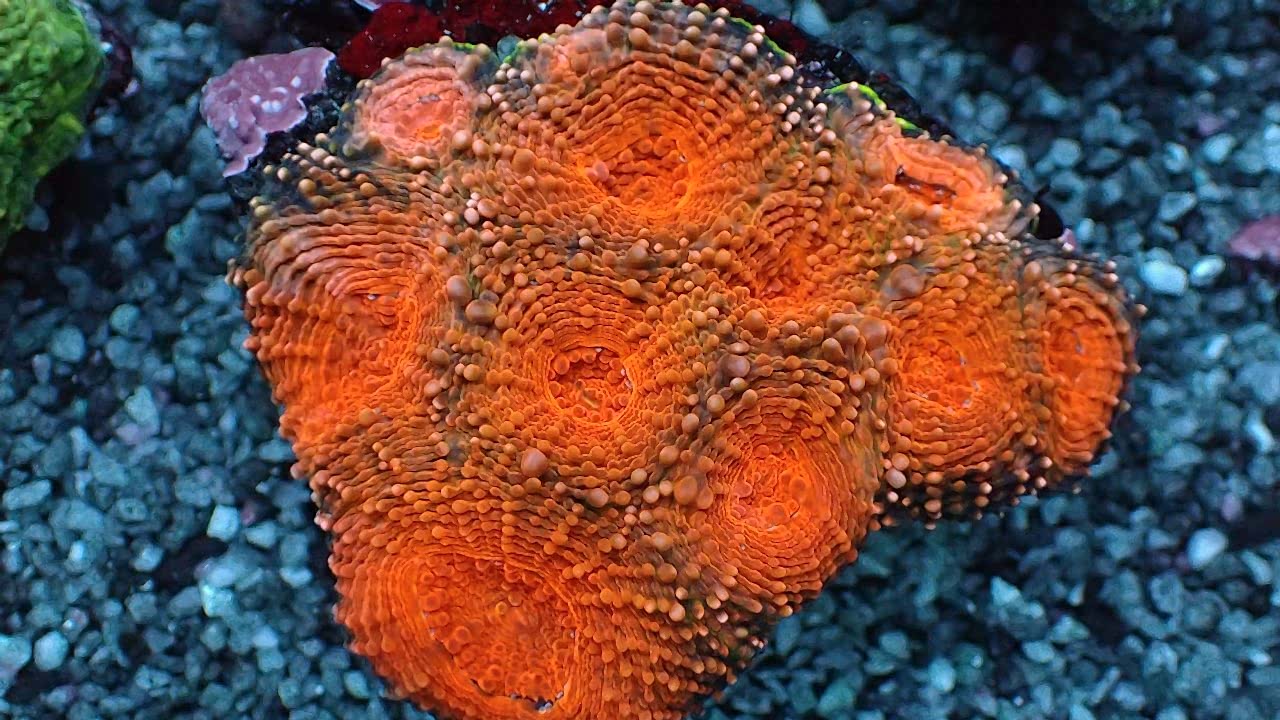 Acanthastrea echinata 1