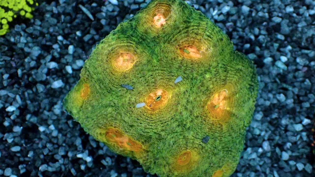 Acanthastrea echinata 2