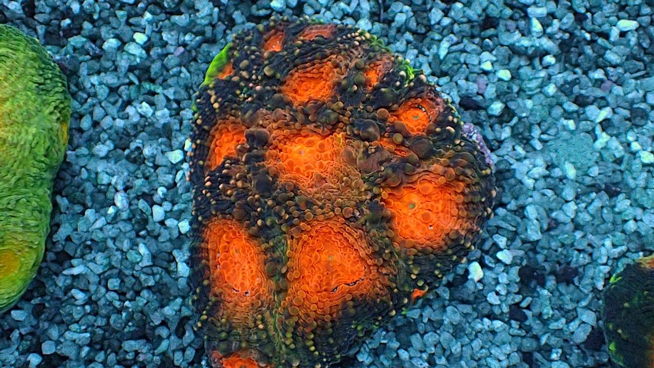 Acanthastrea echinata 4