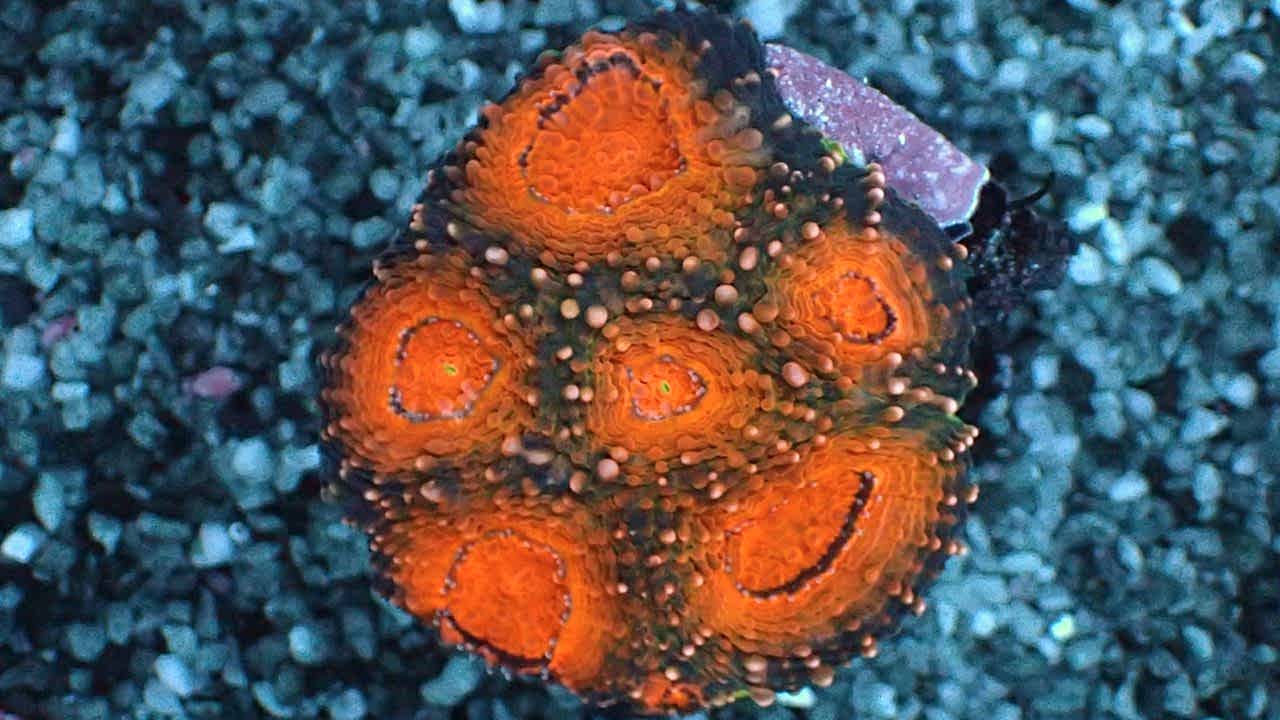 Acanthastrea echinata 5
