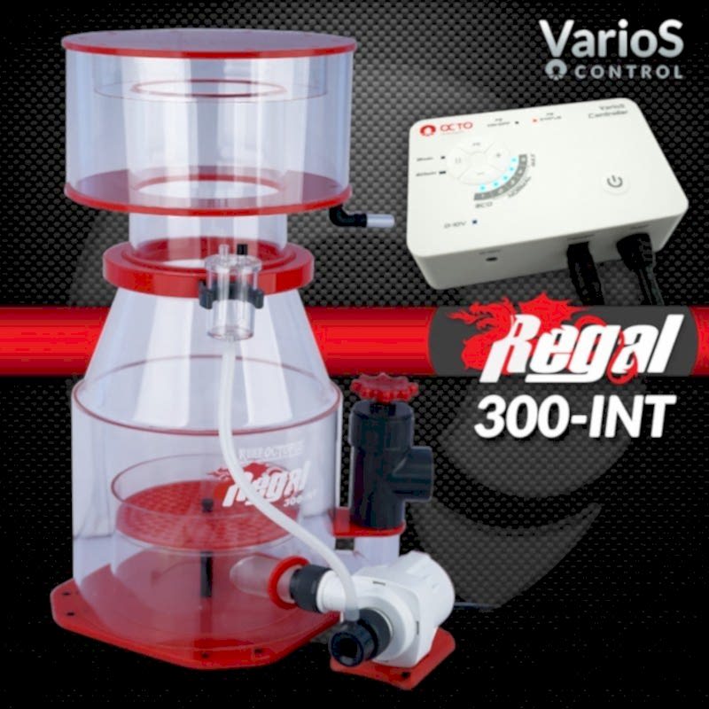 REEF OCTOPUS - REGAL 300 int